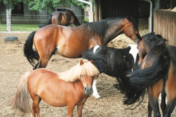 Ferienwohnung Kaim Prichsenstadt Pokoj fotografie
